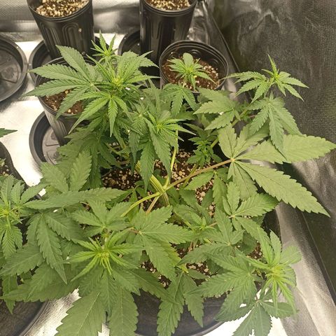Purple Punch Auto growlog timeline photo