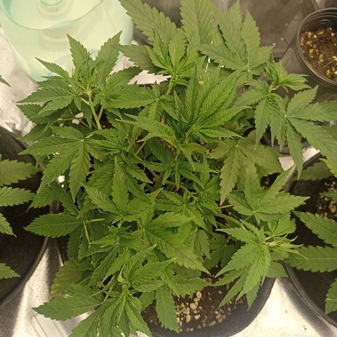 Purple Punch Auto growlog timeline photo