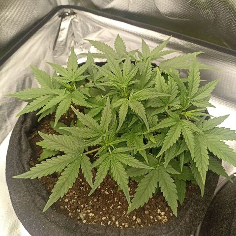 Purple Punch Auto growlog timeline photo