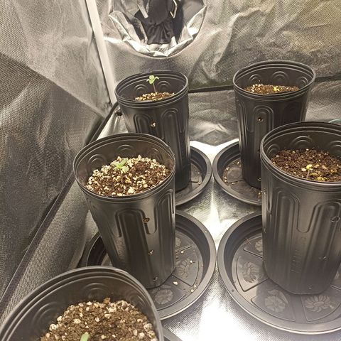 Purple Punch Auto growlog timeline photo