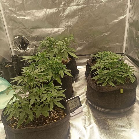 Purple Punch Auto growlog timeline photo