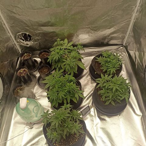 Purple Punch Auto growlog timeline photo
