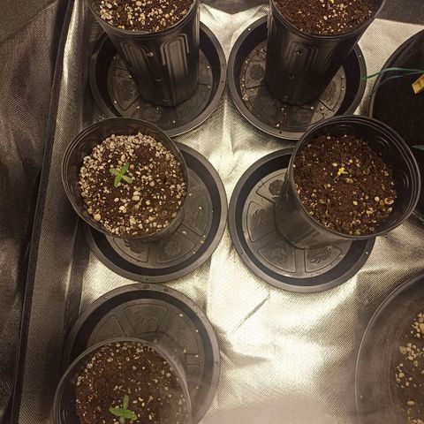 Purple Punch Auto growlog timeline photo