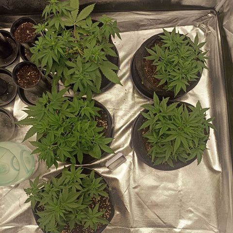 Purple Punch Auto growlog timeline photo
