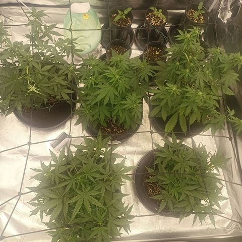 Purple Punch Auto growlog timeline photo