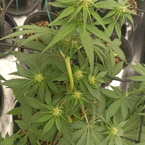 Purple Punch Auto growlog timeline photo