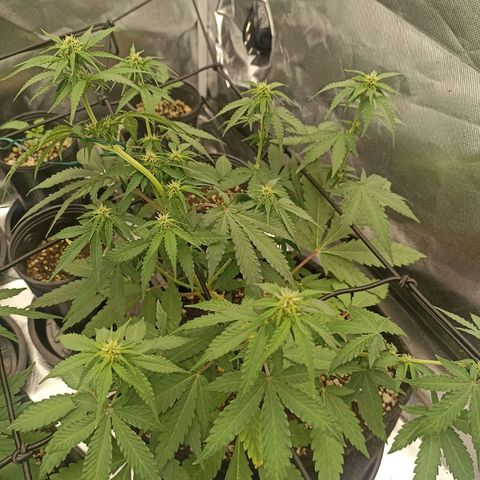 Purple Punch Auto growlog timeline photo