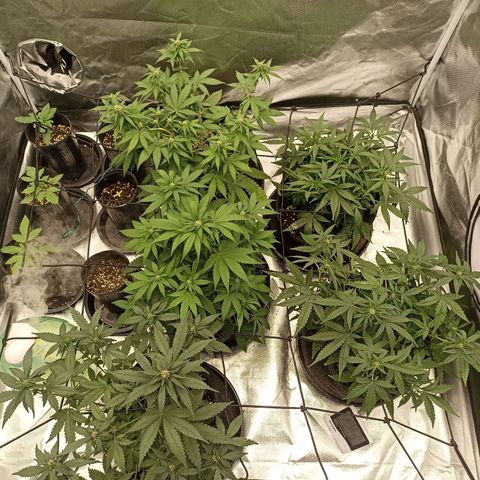 Purple Punch Auto growlog timeline photo