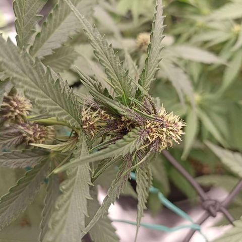 Purple Punch Auto growlog timeline photo