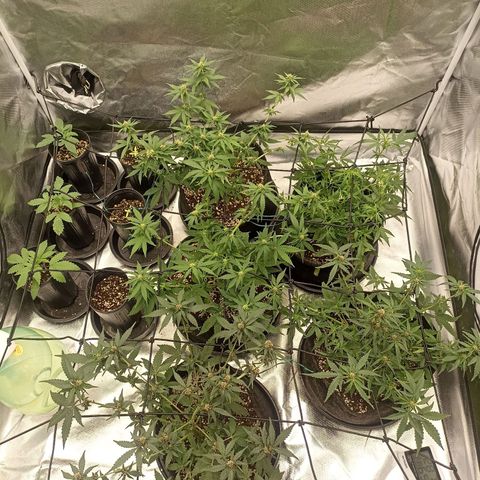 Purple Punch Auto growlog timeline photo