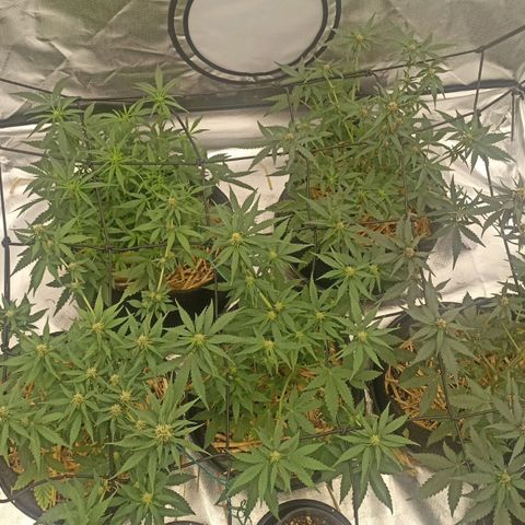 Purple Punch Auto growlog timeline photo