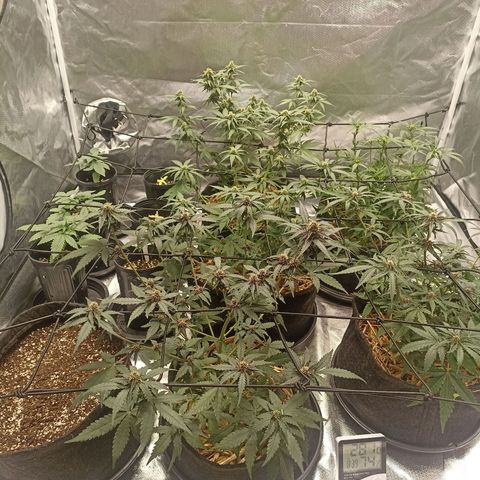 Purple Punch Auto growlog timeline photo