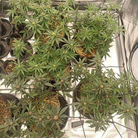 Purple Punch Auto growlog timeline photo