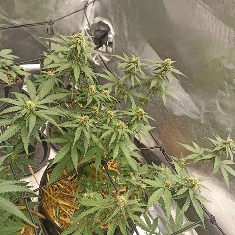 Purple Punch Auto growlog timeline photo