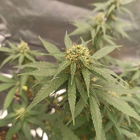 Purple Punch Auto growlog timeline photo