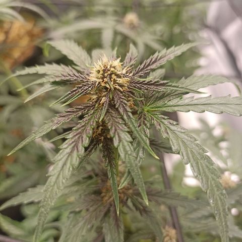Purple Punch Auto growlog timeline photo