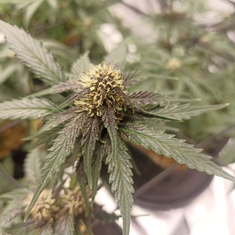 Purple Punch Auto growlog timeline photo