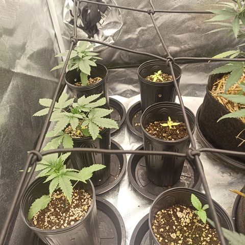 Purple Punch Auto growlog timeline photo