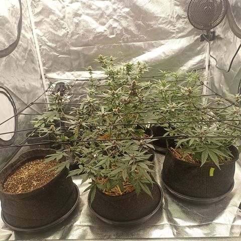 Purple Punch Auto growlog timeline photo