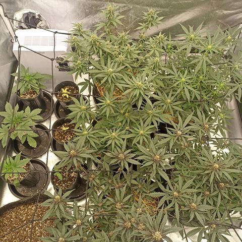 Purple Punch Auto growlog timeline photo