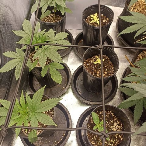 Purple Punch Auto growlog timeline photo