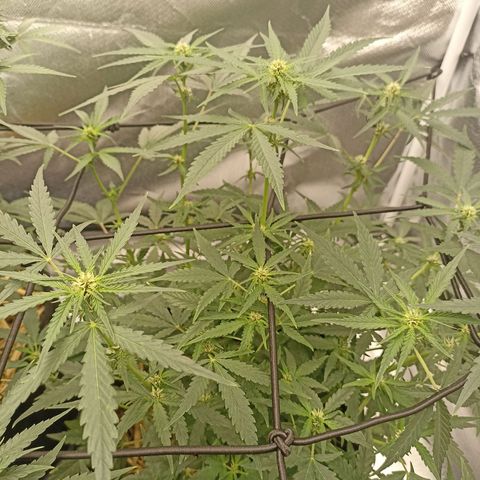 Purple Punch Auto growlog timeline photo