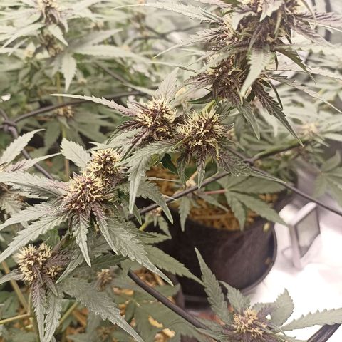 Purple Punch Auto growlog timeline photo