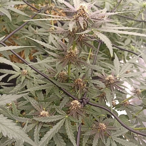 Purple Punch Auto growlog timeline photo