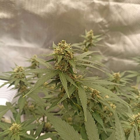Purple Punch Auto growlog timeline photo