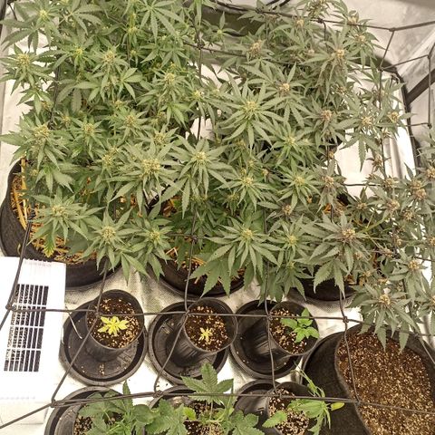 Purple Punch Auto growlog timeline photo