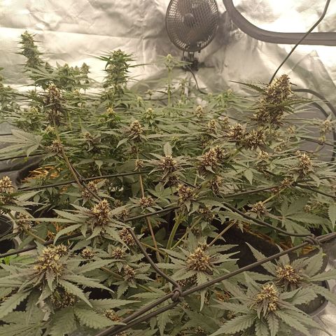Purple Punch Auto growlog timeline photo
