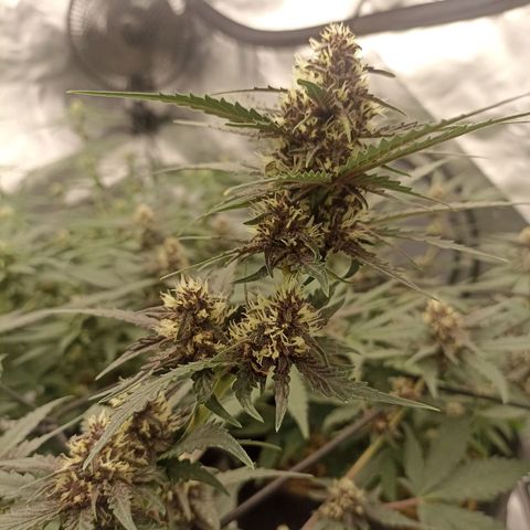 Purple Punch Auto growlog timeline photo