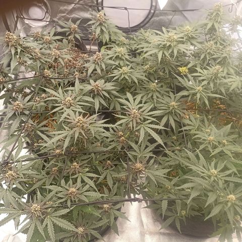 Purple Punch Auto growlog timeline photo