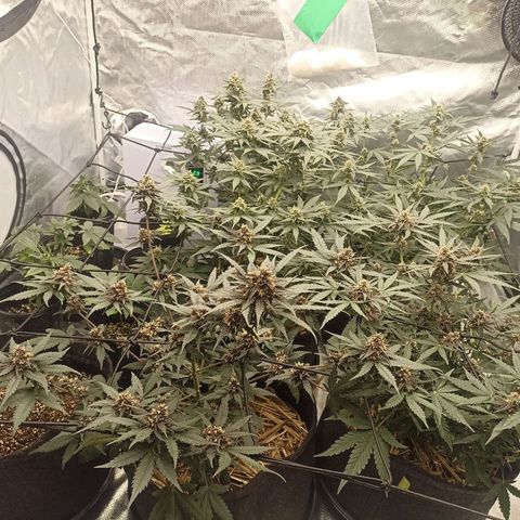 Purple Punch Auto growlog timeline photo
