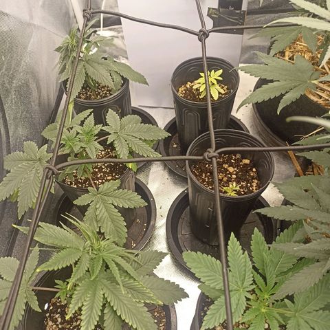 Purple Punch Auto growlog timeline photo