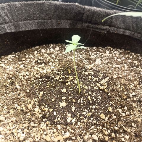 Purple Punch Auto growlog timeline photo