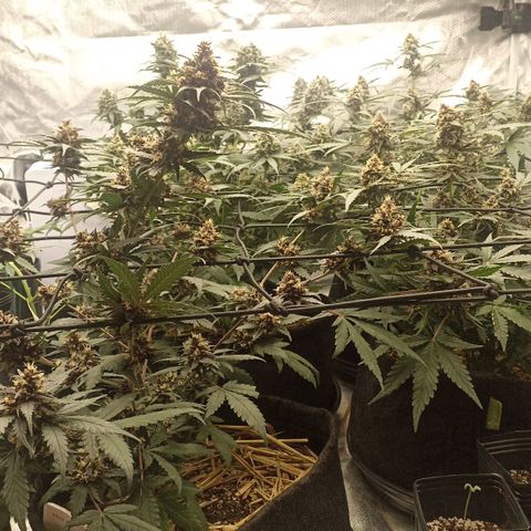 Purple Punch Auto growlog timeline photo