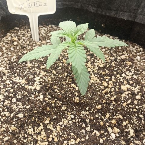 Purple Punch Auto growlog timeline photo