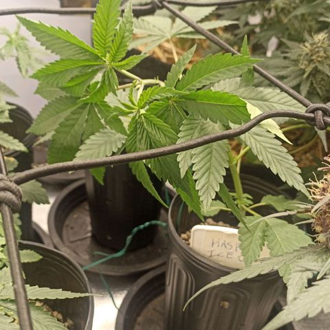Purple Punch Auto growlog timeline photo