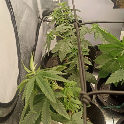 Purple Punch Auto growlog timeline photo