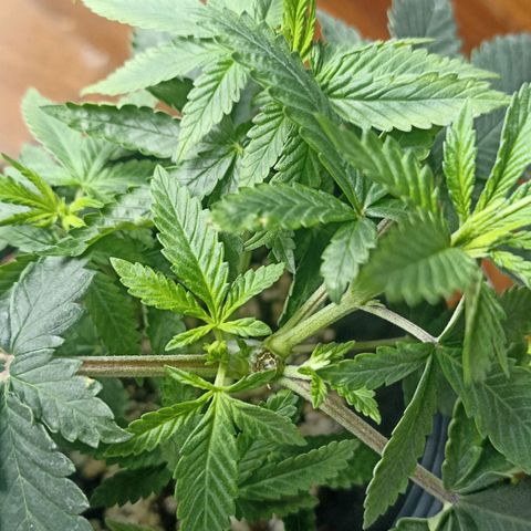 Purple Punch Auto growlog timeline photo