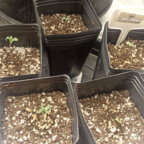 Purple Punch Auto growlog timeline photo