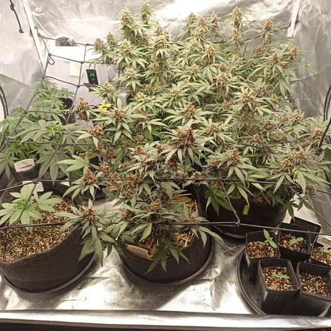 Purple Punch Auto growlog timeline photo