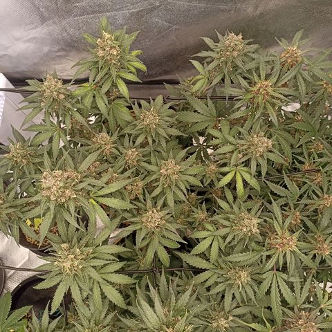 Purple Punch Auto growlog timeline photo