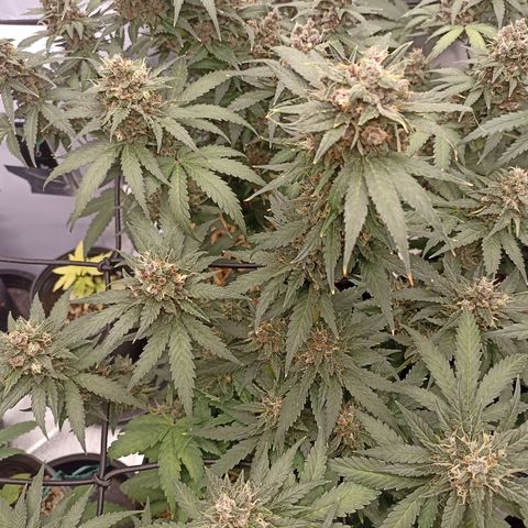 Purple Punch Auto growlog timeline photo
