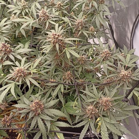 Purple Punch Auto growlog timeline photo