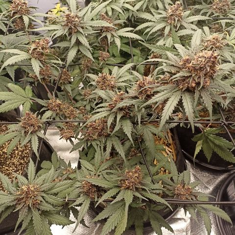 Purple Punch Auto growlog timeline photo