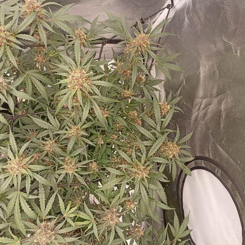 Purple Punch Auto growlog timeline photo