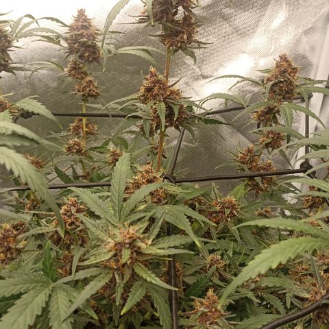 Purple Punch Auto growlog timeline photo