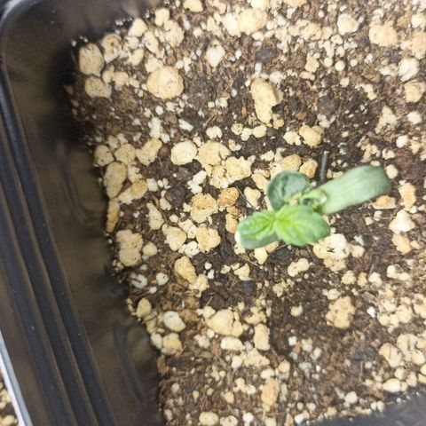 Purple Punch Auto growlog timeline photo